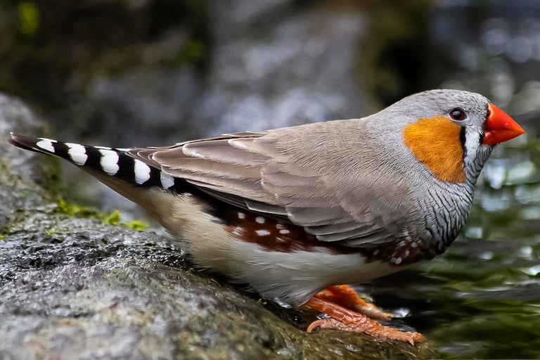 En zebrafink sitter på en sten.