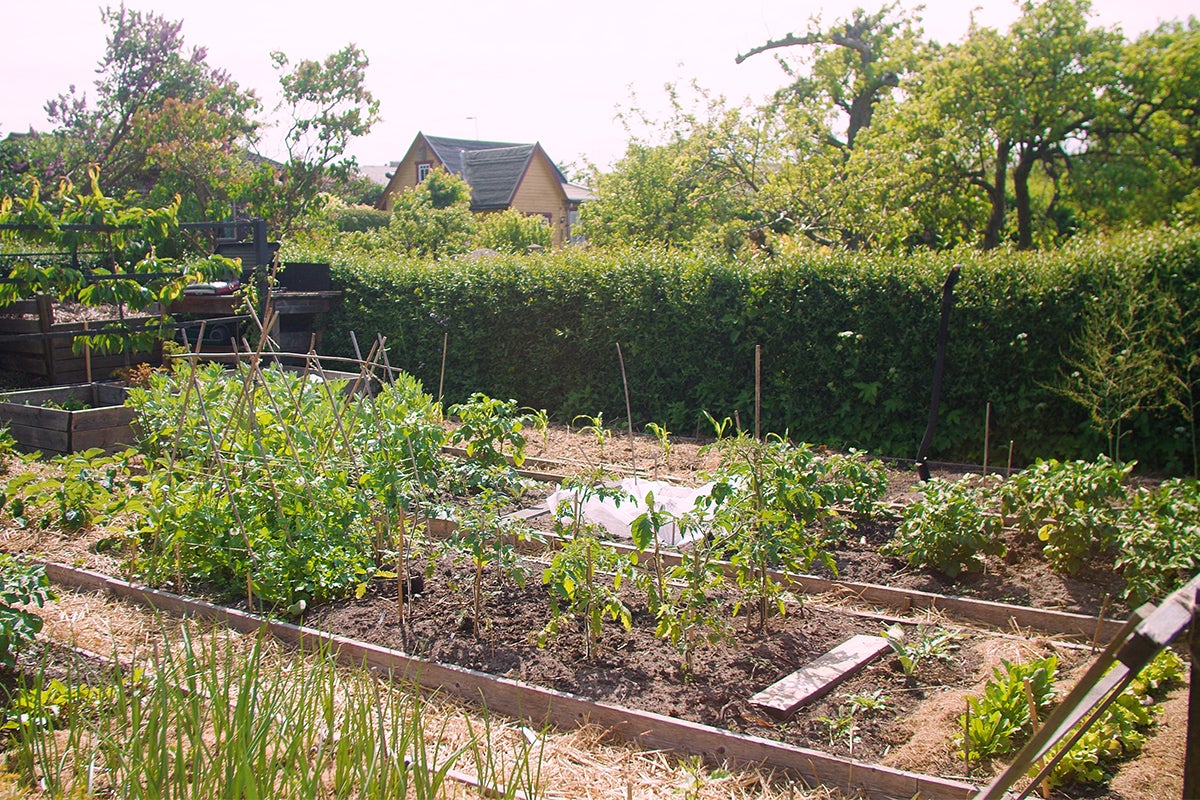 Grönsaksträdgård med olika planterade grönsaker och stenplattor som gångväg