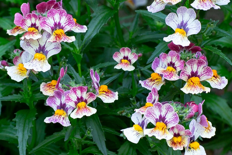 Nemesia med lila och vitmönstrade blommor och gult centrum i en trädgård.