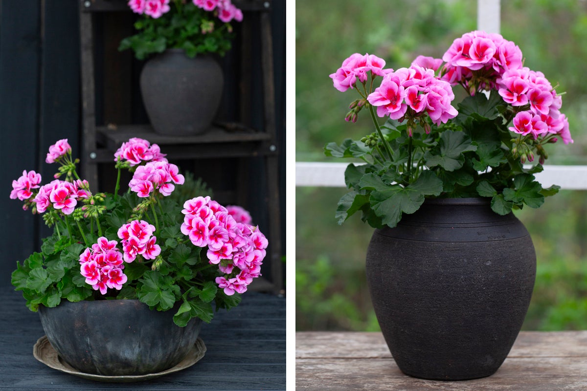 Två krukor med rosa pelargonblommor som dekoration.