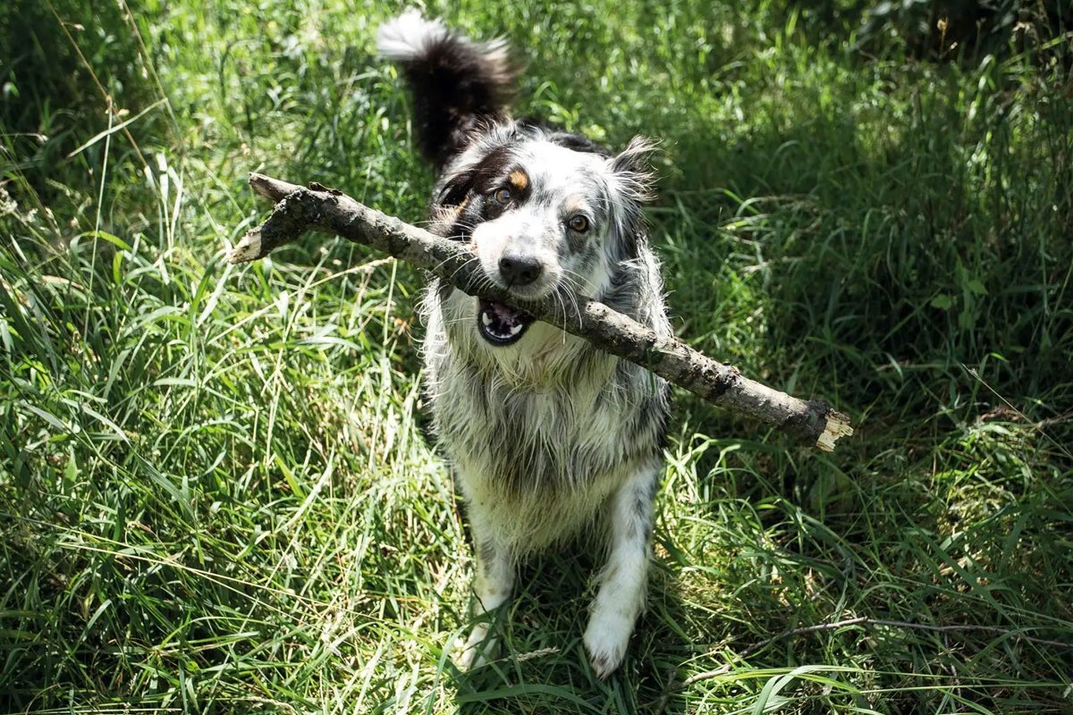 Hund med pinne i gräset