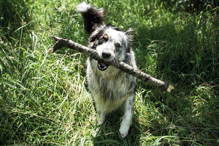 Hund med pinne i gräset