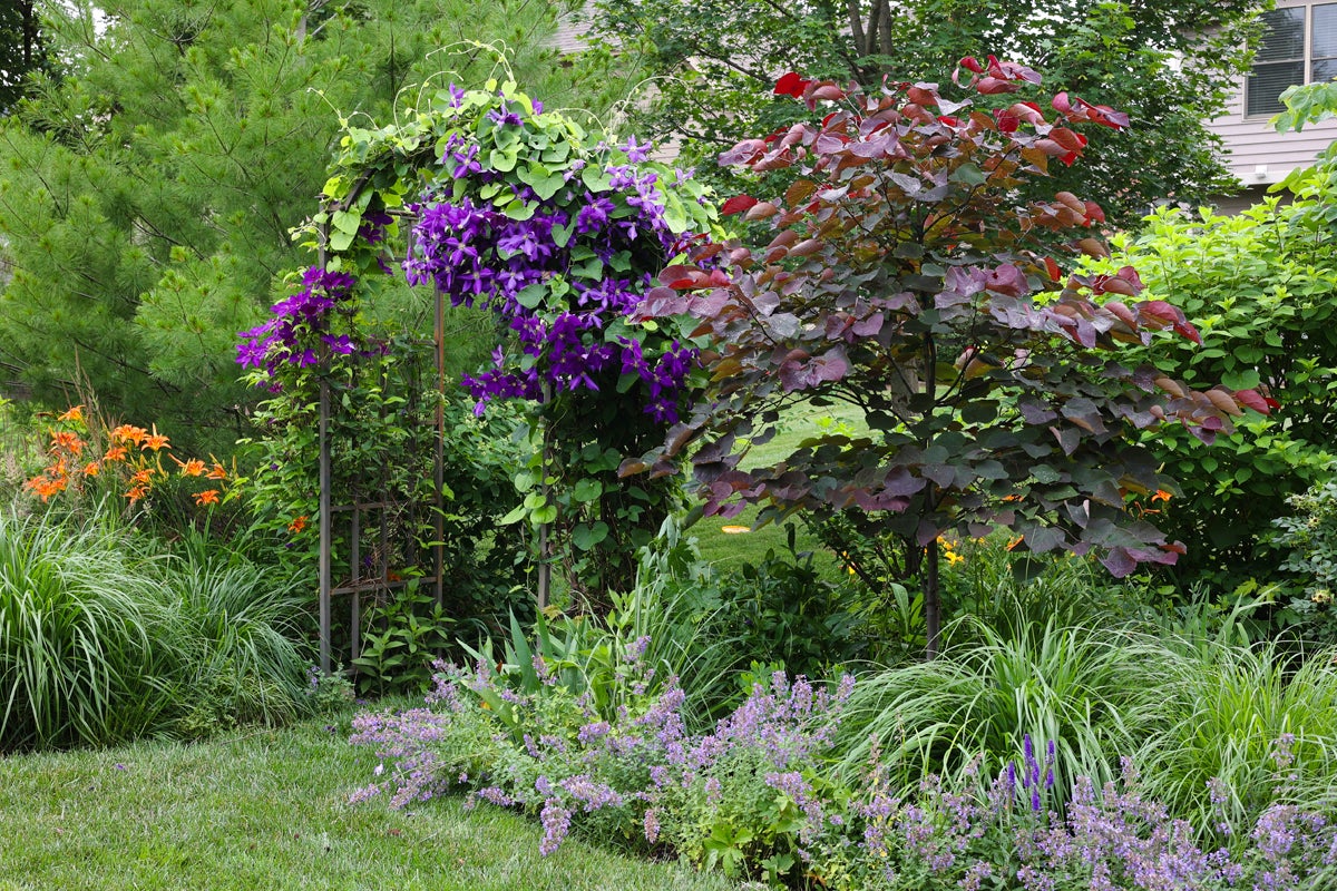 Anlagd trädgård med valvbåge, bevuxen med lila blommande klätterväxter
