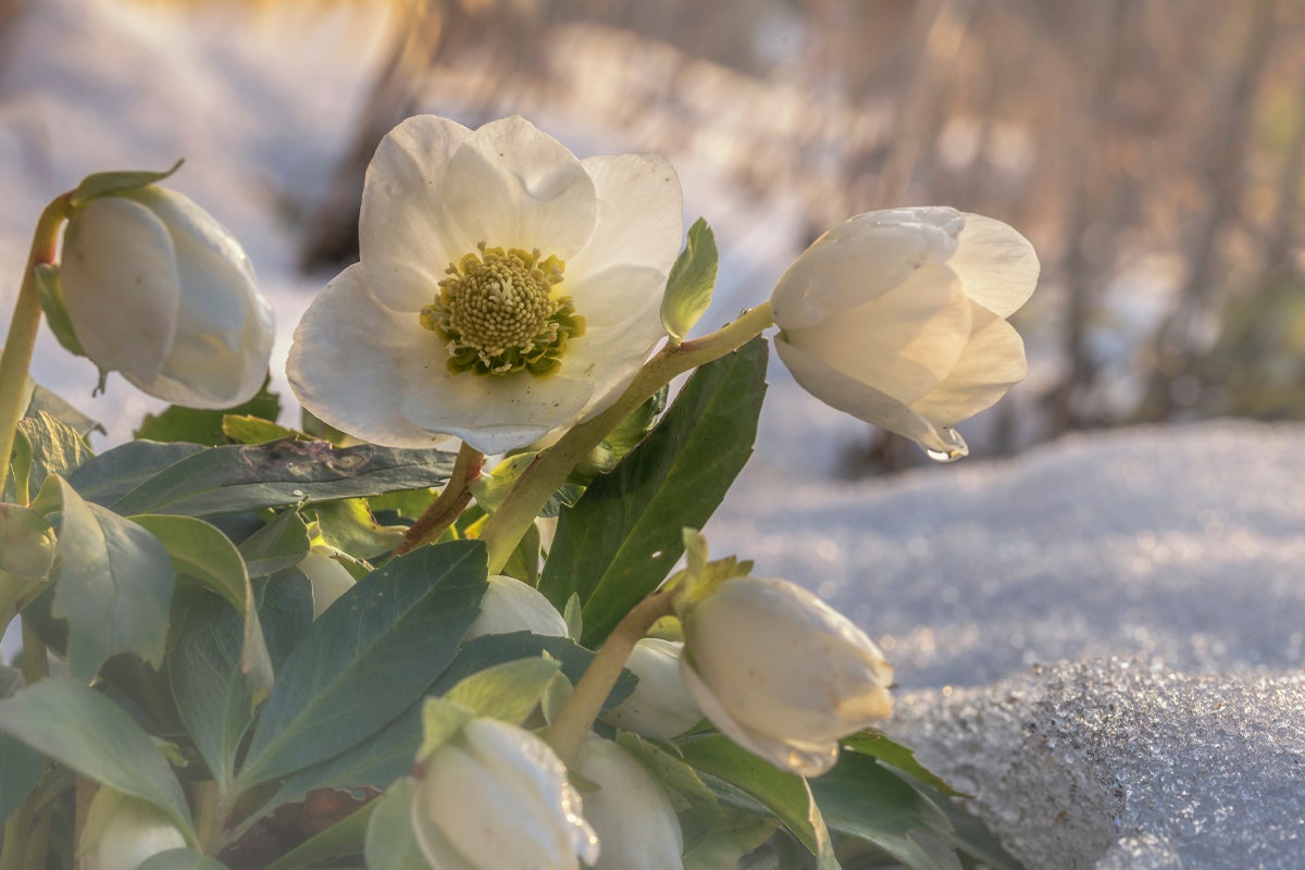 Närbild av julrosblommor i snön