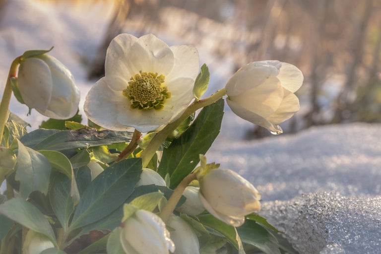 Närbild av julrosblommor i snön