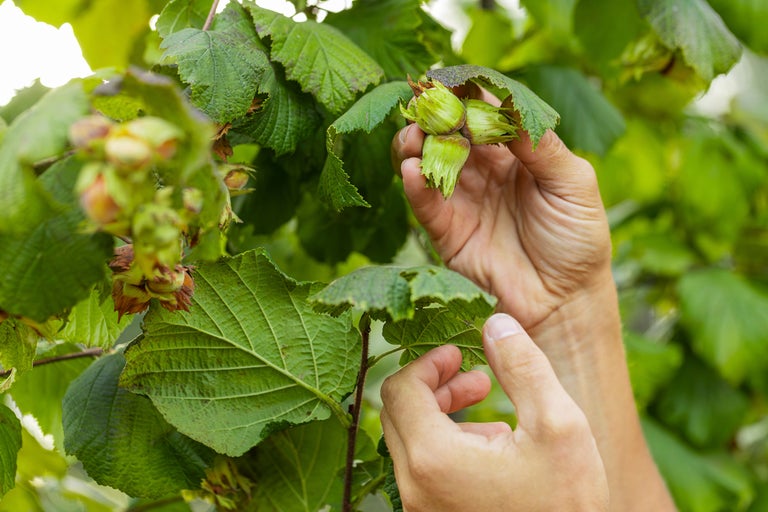 Närbild av en person som plockar hasselnötter från trädet