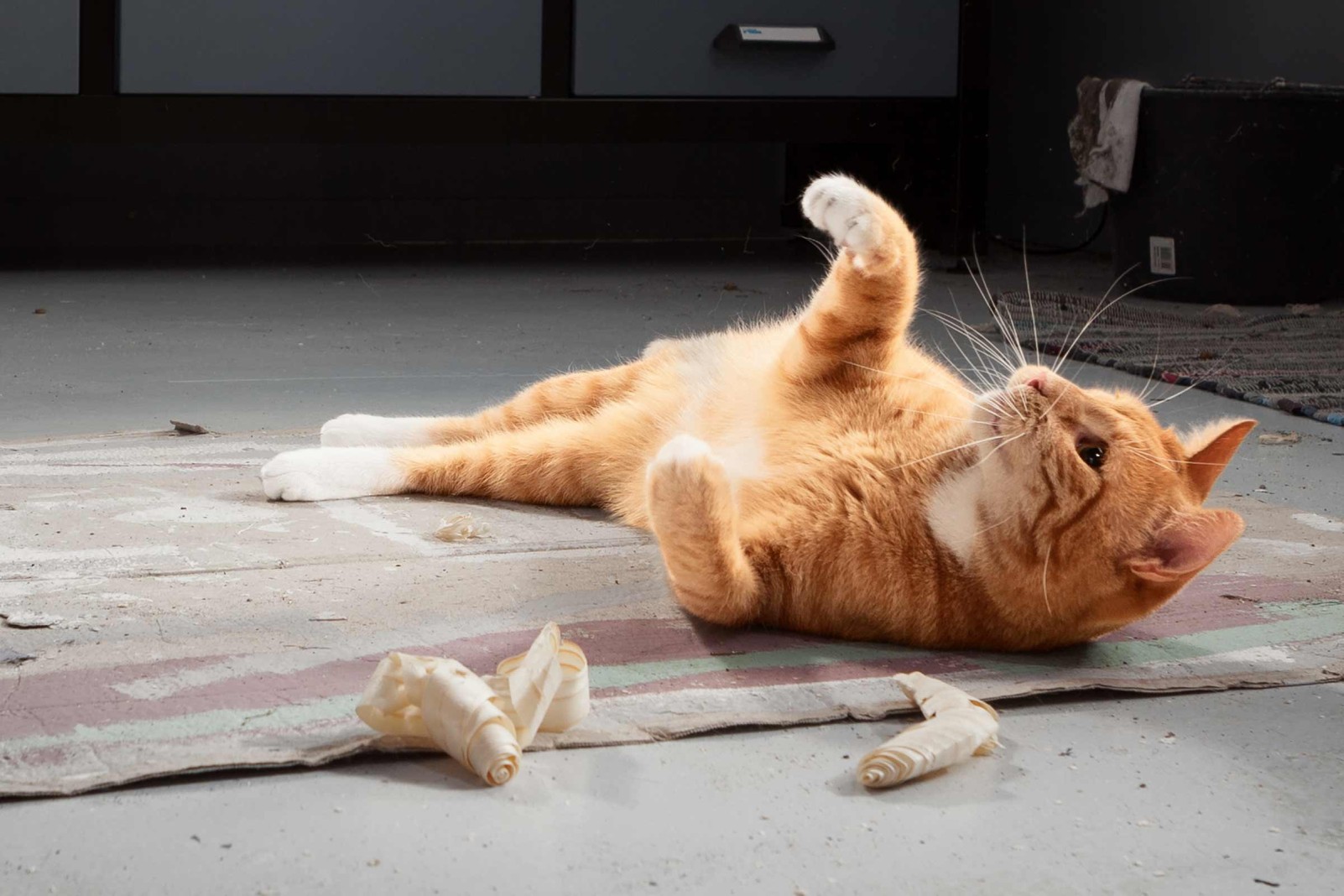 Lekande katt med träspån på golvet