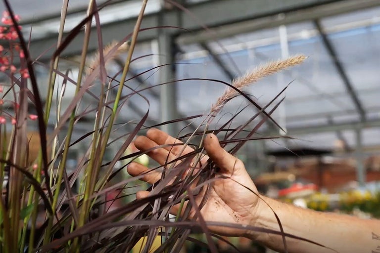 Prydnadsgräs med ax i handen