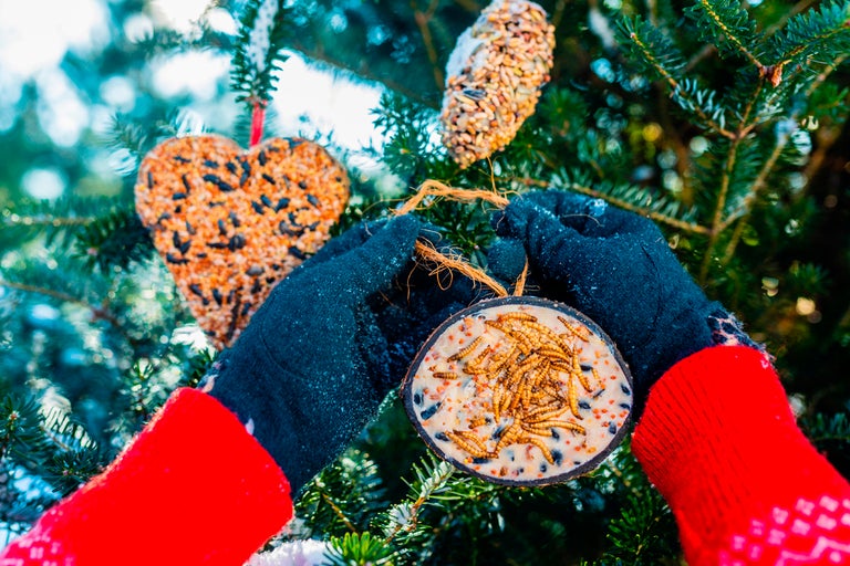 En person med handskar dekorerar ett träd med fågelmatare i hjärtform, konform och en rund form med mjölmaskar.
