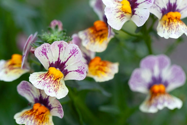 Närbild av Nemesia med mönstrade blomblad i olika färger.