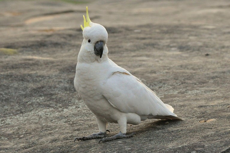 En gultofskakadua står på marken.