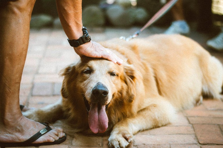 Att tänka på innan du skaffar hund som husdjur