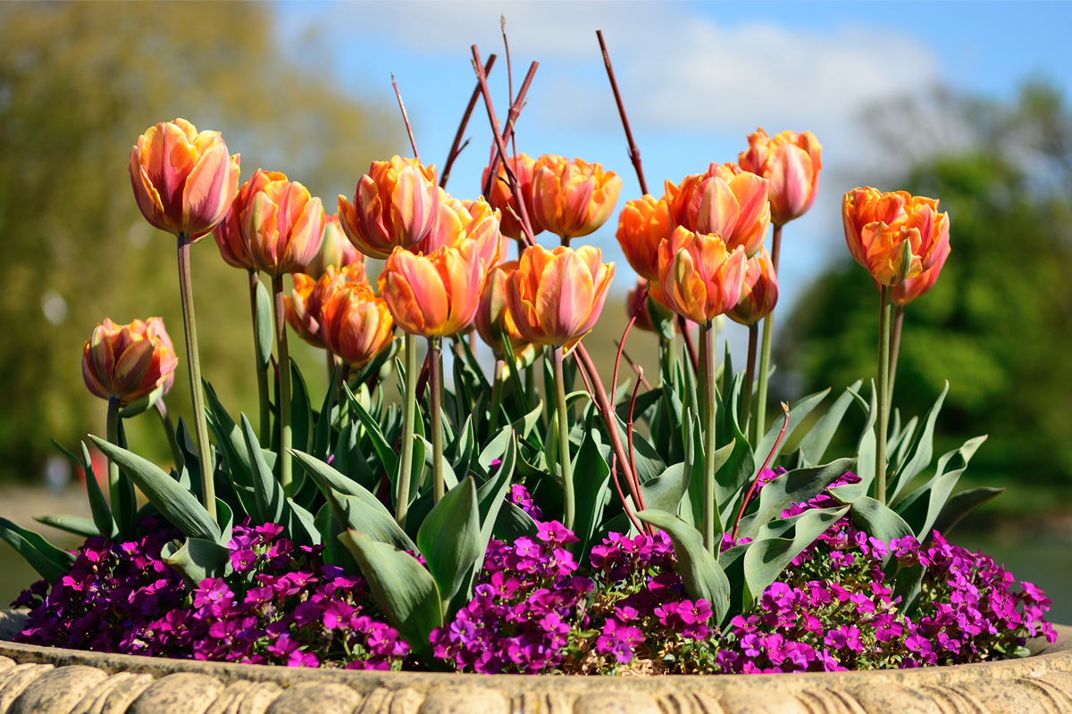 Tulpaner och violetta blommor i en planteringslåda