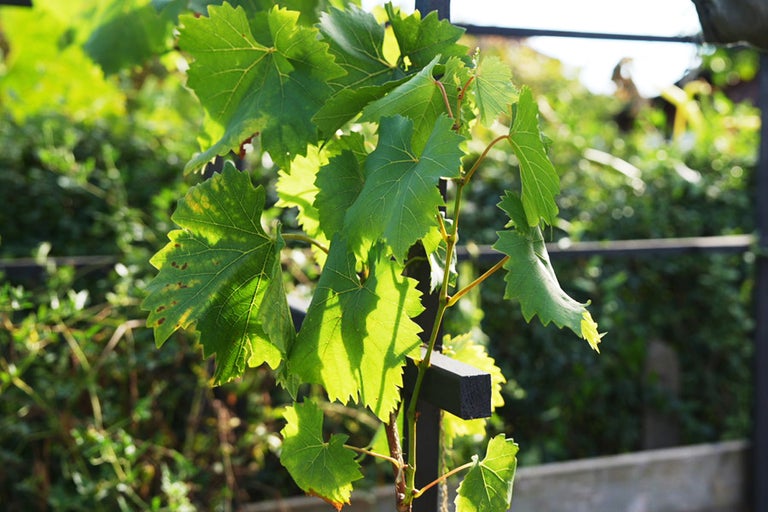 Vinranka med blad i trädgården
