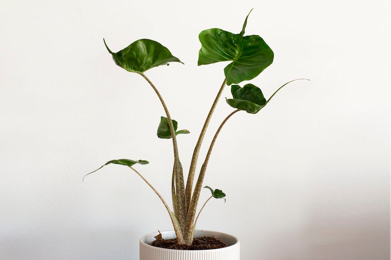 Alocasia krukväxt i en kruka