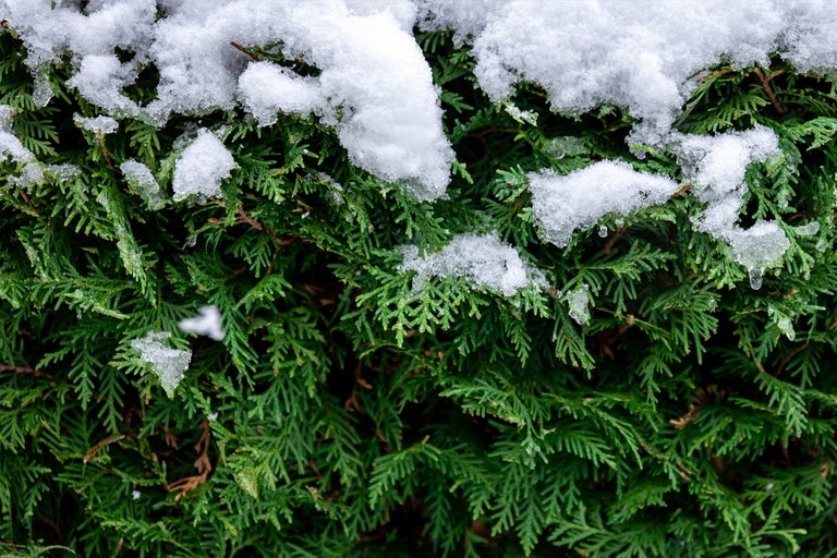 Närbild av en häck med snö