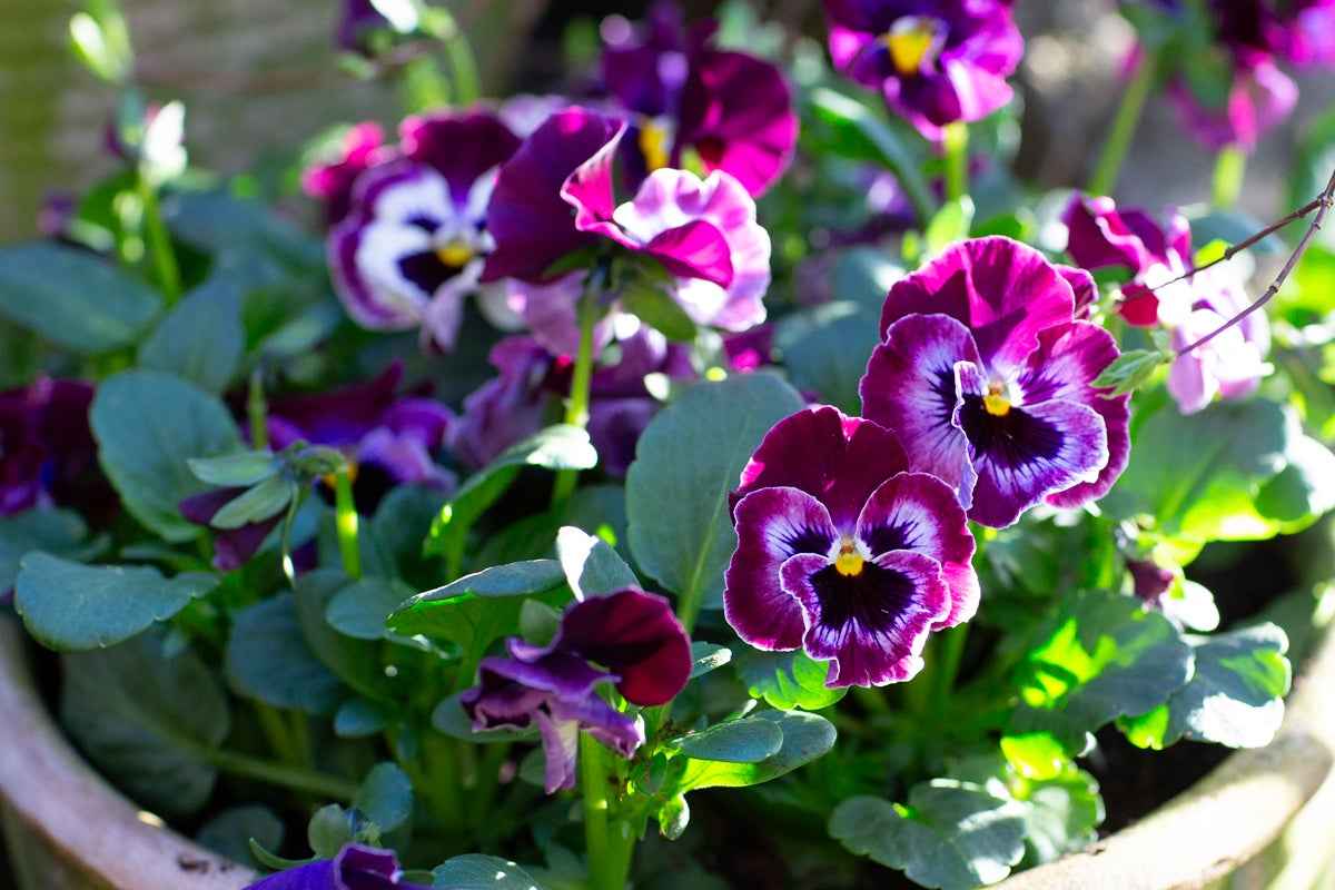 Violetta penséer i kruka