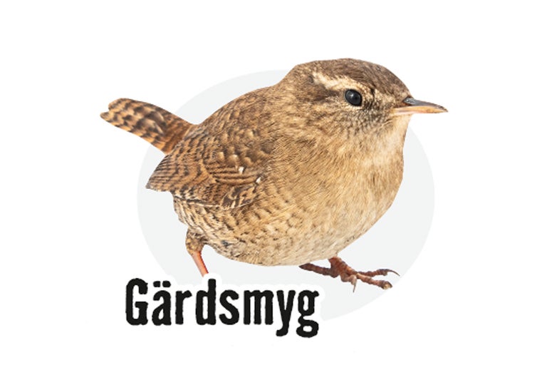 Gärdsmyg