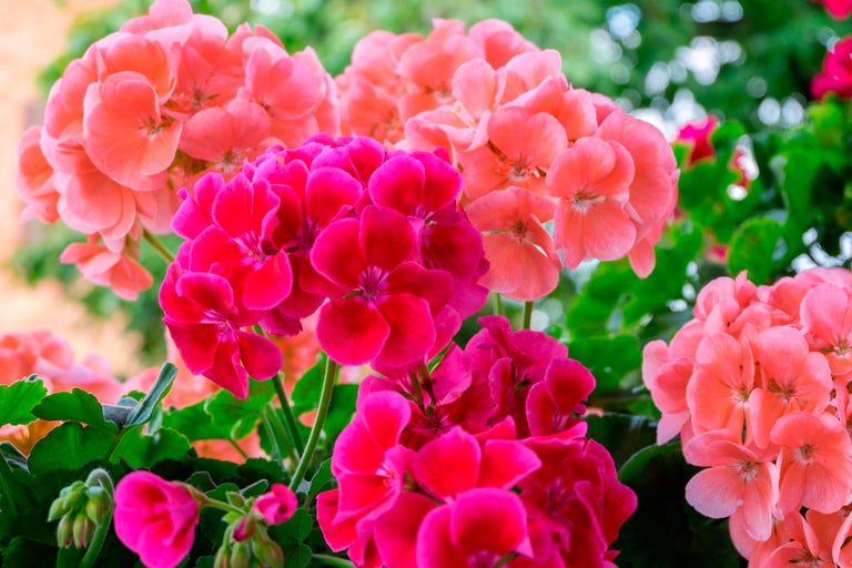 Närbild av pelargonblommor