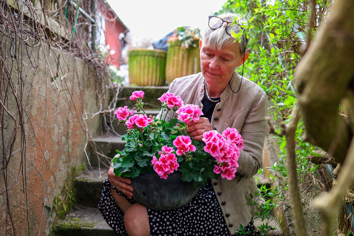 Kvinna håller kruka med pelargoner i en trappa