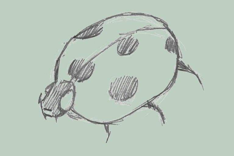 Skiss av en nyckelpiga