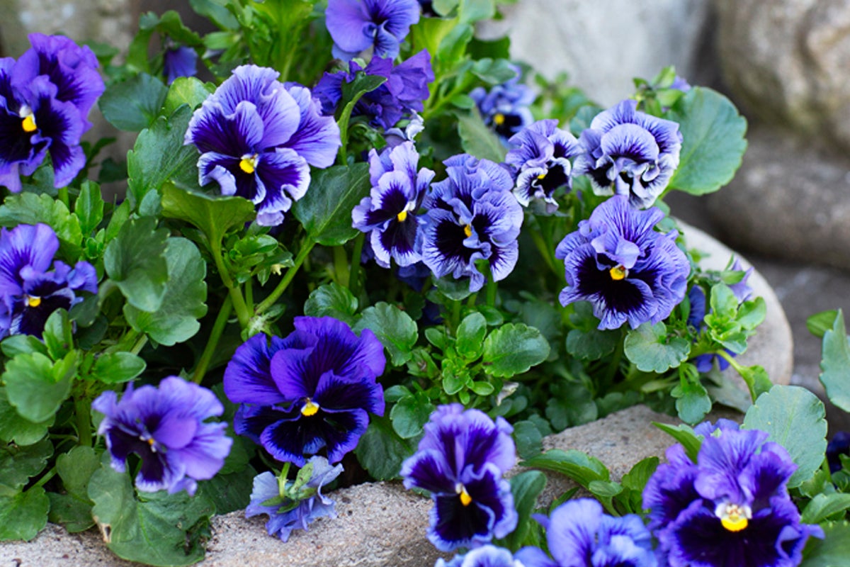 Närbild av violer med gröna blad.