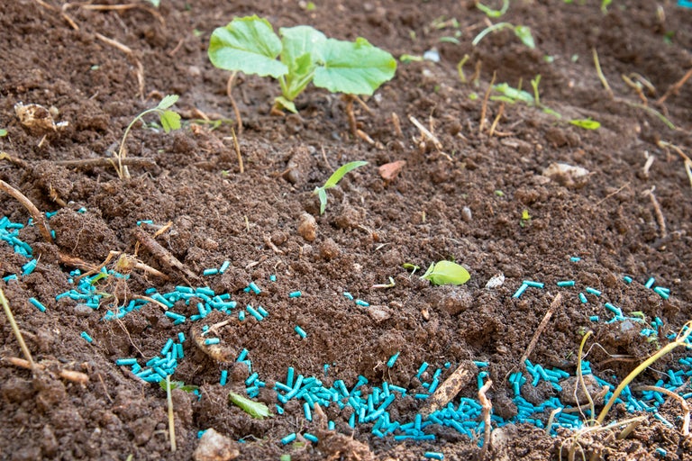 Blått snigelmedel på mörk trädgårdsjord mellan unga plantor i en rabatt.
