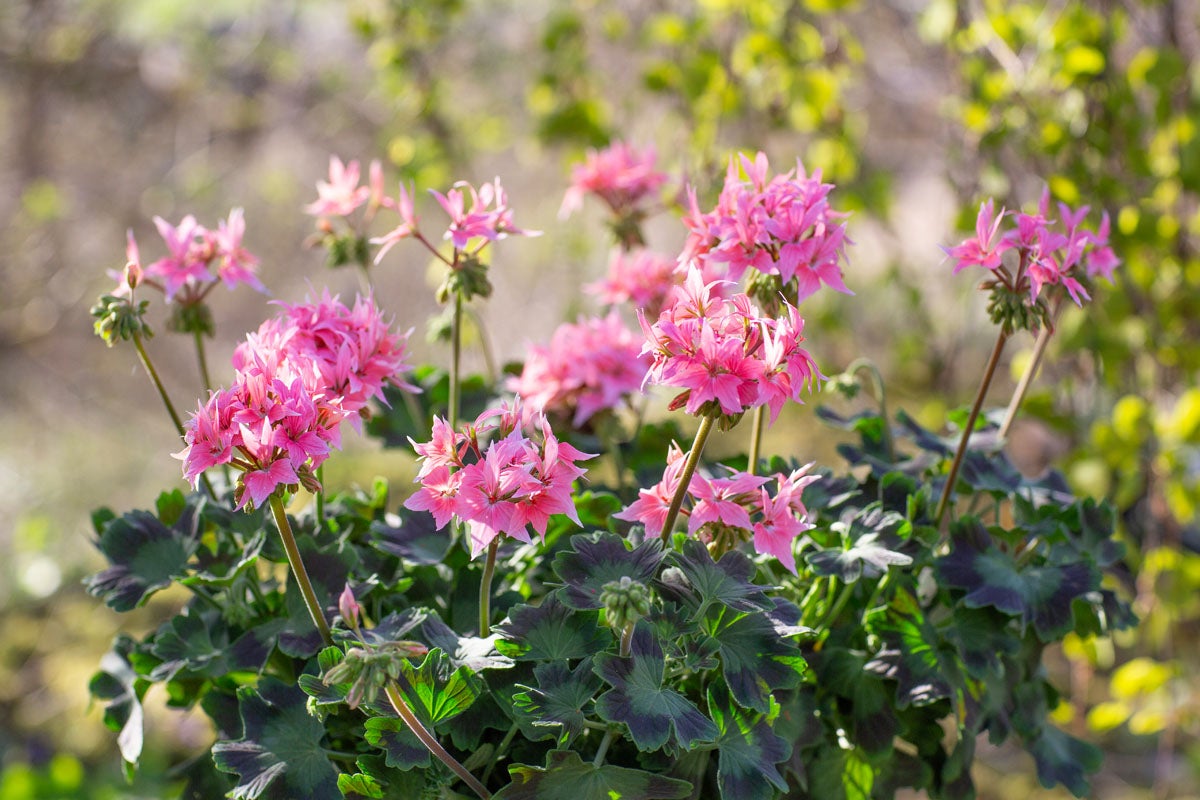 Pelargon med rosa blommor och gröna blad