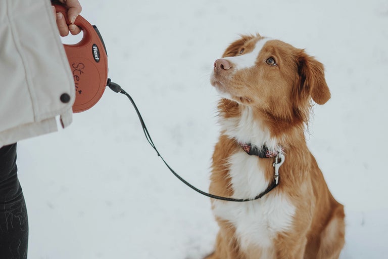 Person med Flexi hundkoppel bredvid hund