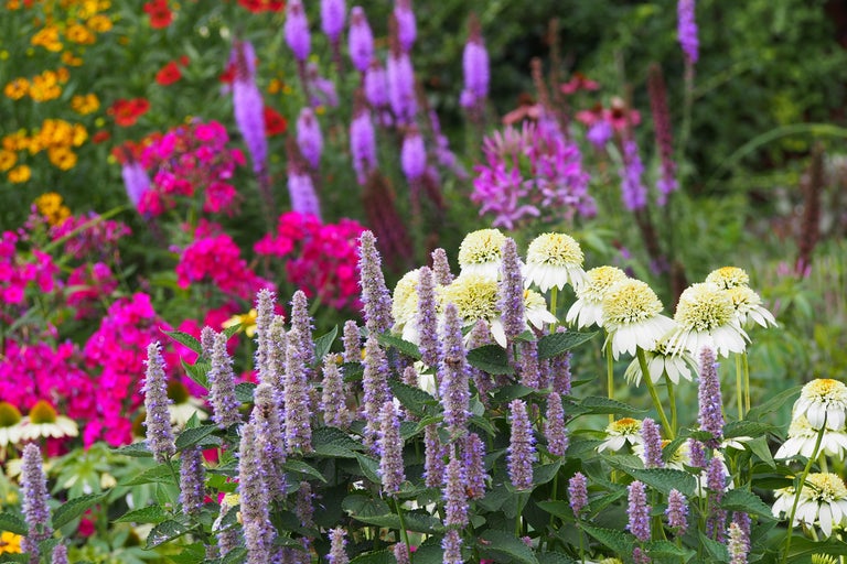 Blommande blommor i trädgården med Agastache och Echinacea