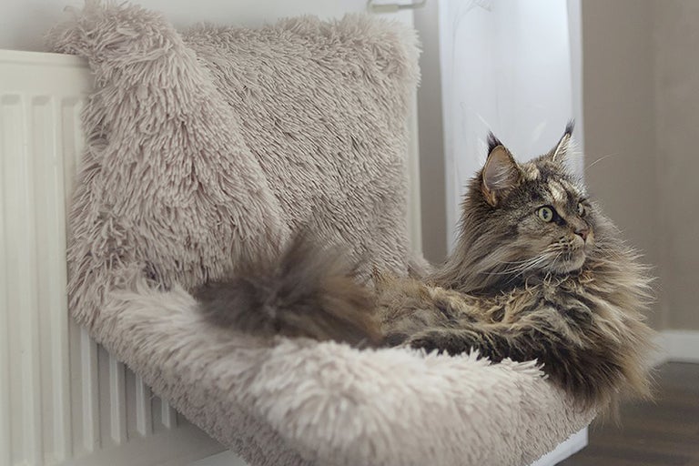 Maine Coon-katt ligger på en elementbädd