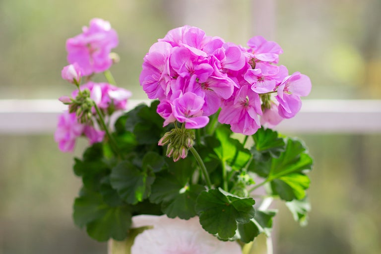 Pelargon med rosa blommor i en kruka