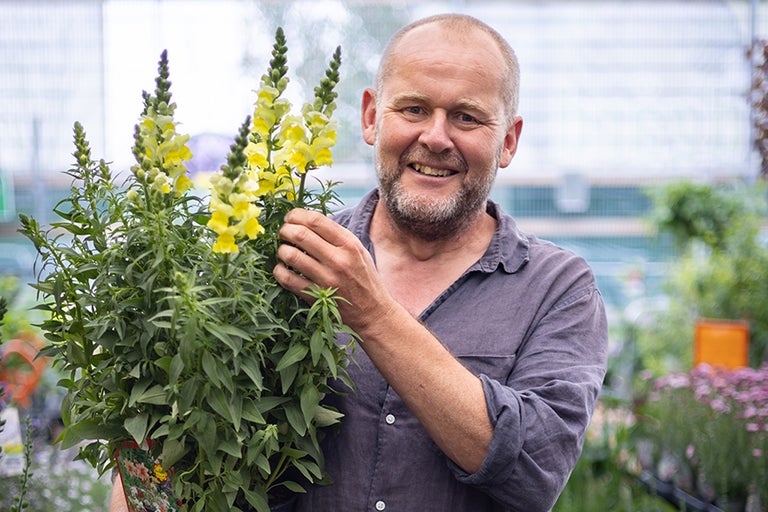 Man håller gul lejongapsblomma i trädgården