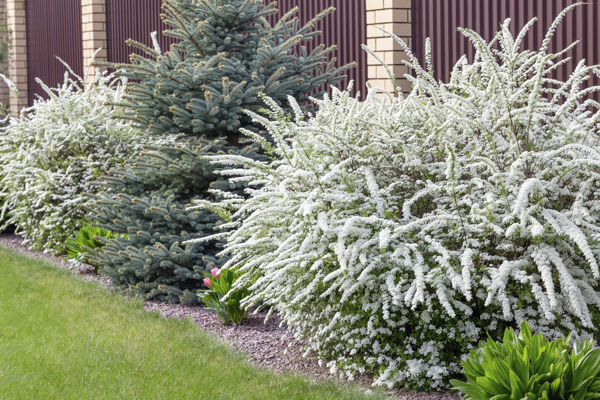 Trädgårdslandskap med blommande buskar och barrträd
