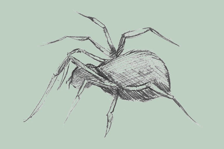 Ritning av en spindel