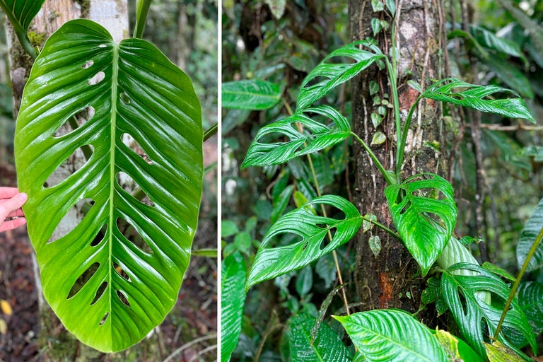 Närbild av ett Monstera-blad med hål och en klätterväxt på en trädstam