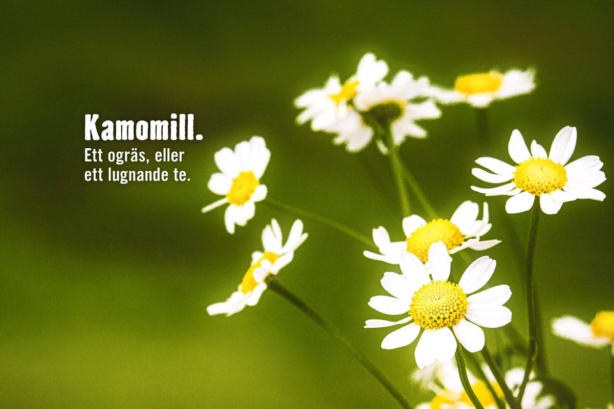 Närbild av kamomillblommor med vita kronblad och gula blomkorgar