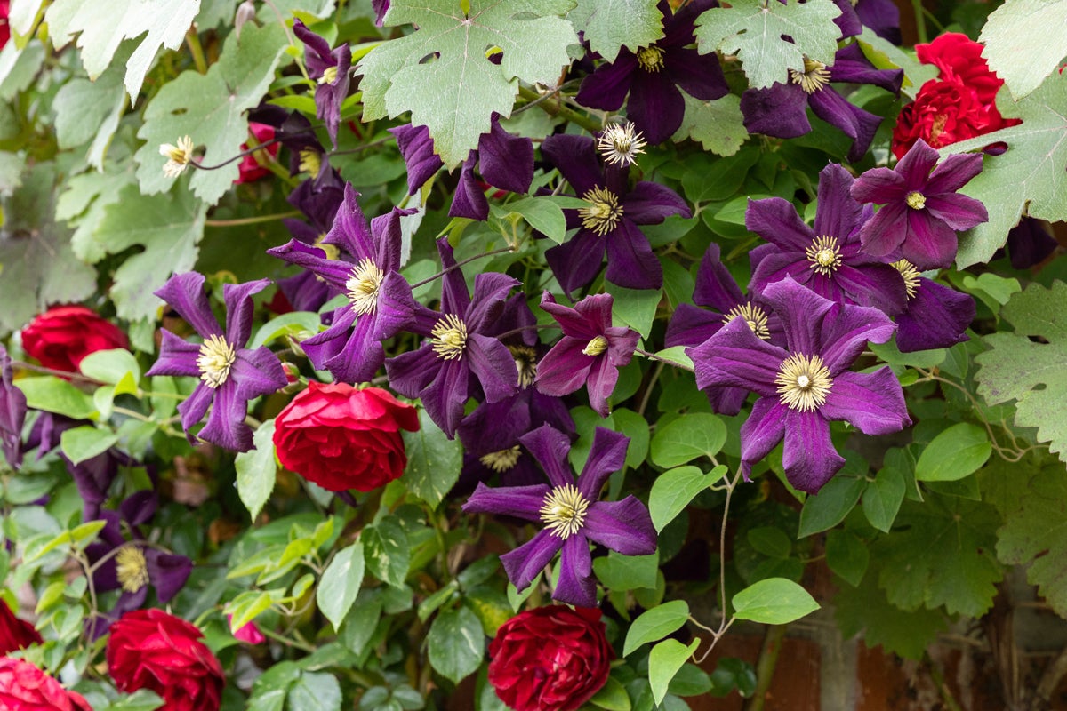 Klätterväxt med lila blommor och röda rosor