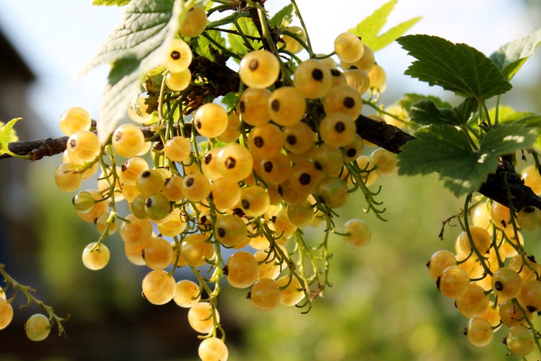 Mogna vinbär på busken