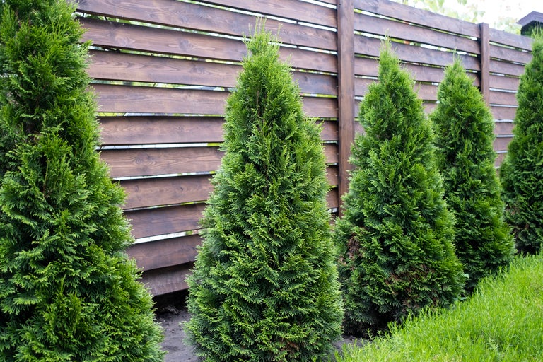 Rad av Thuja Smaragd växter framför ett trästaket