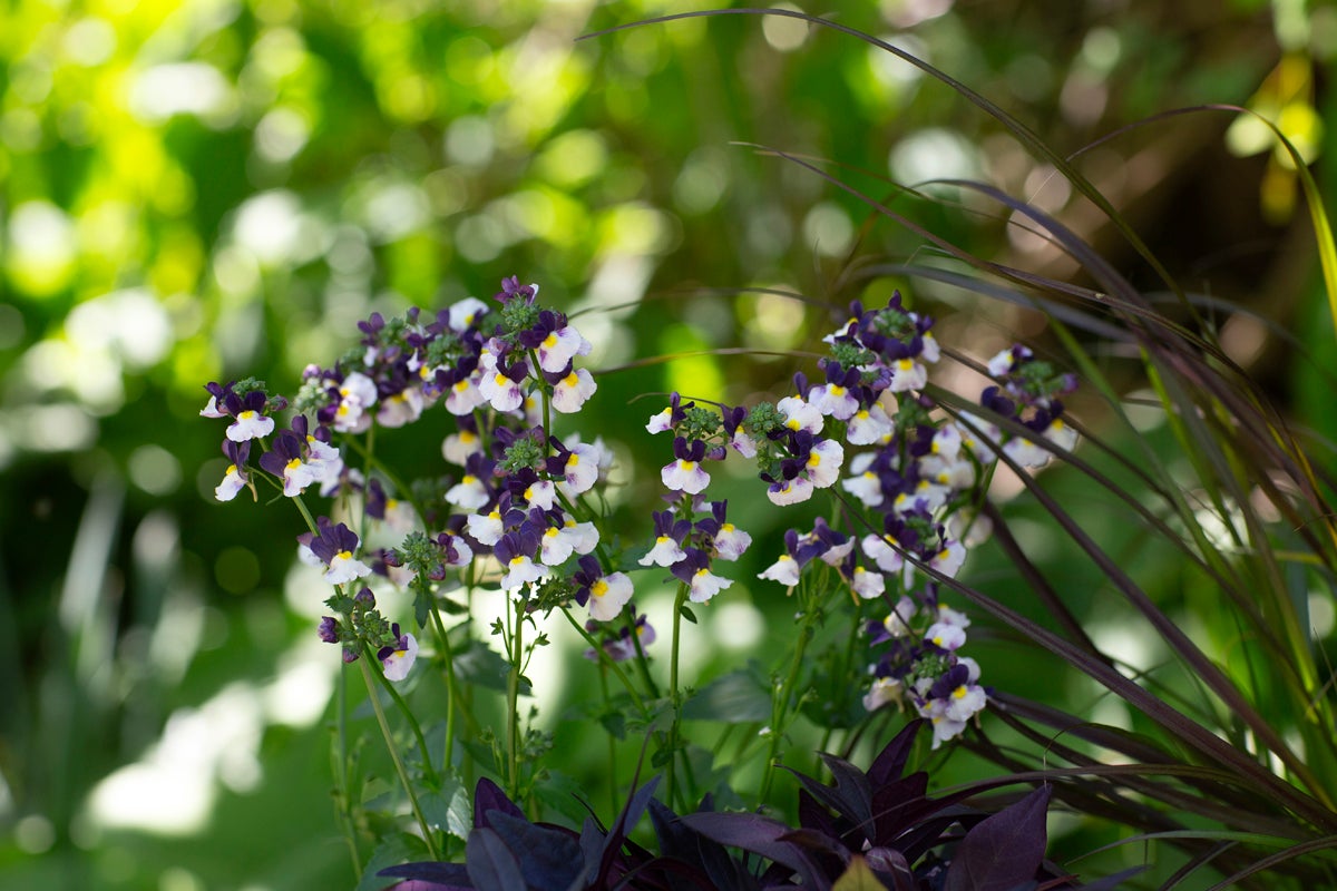 Blommande nemesia i trädgård med mörka prydnadsgräs.