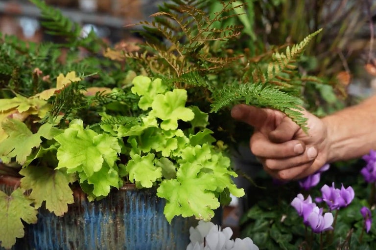 Blomsterarrangemang med alunrot, ormbunke och cyklamen i en kruka