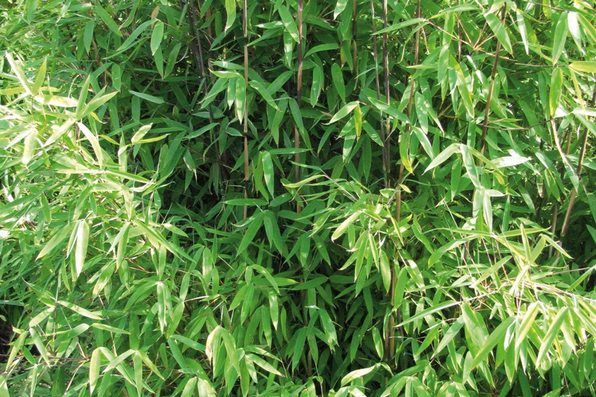 Bambu häck med gröna blad