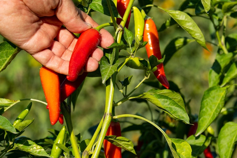Hand som skördar röd spetspaprika från paprika buske.