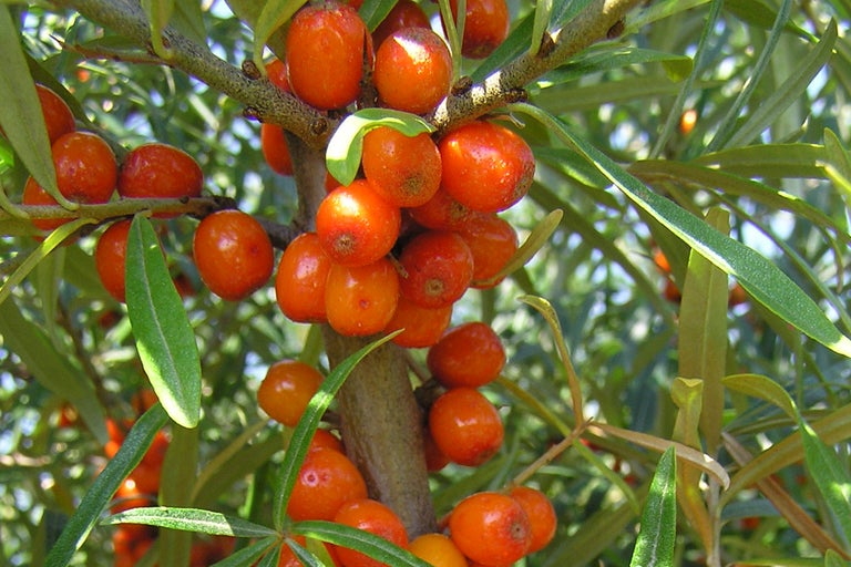 Närbild av havtornsbär och blad på en gren