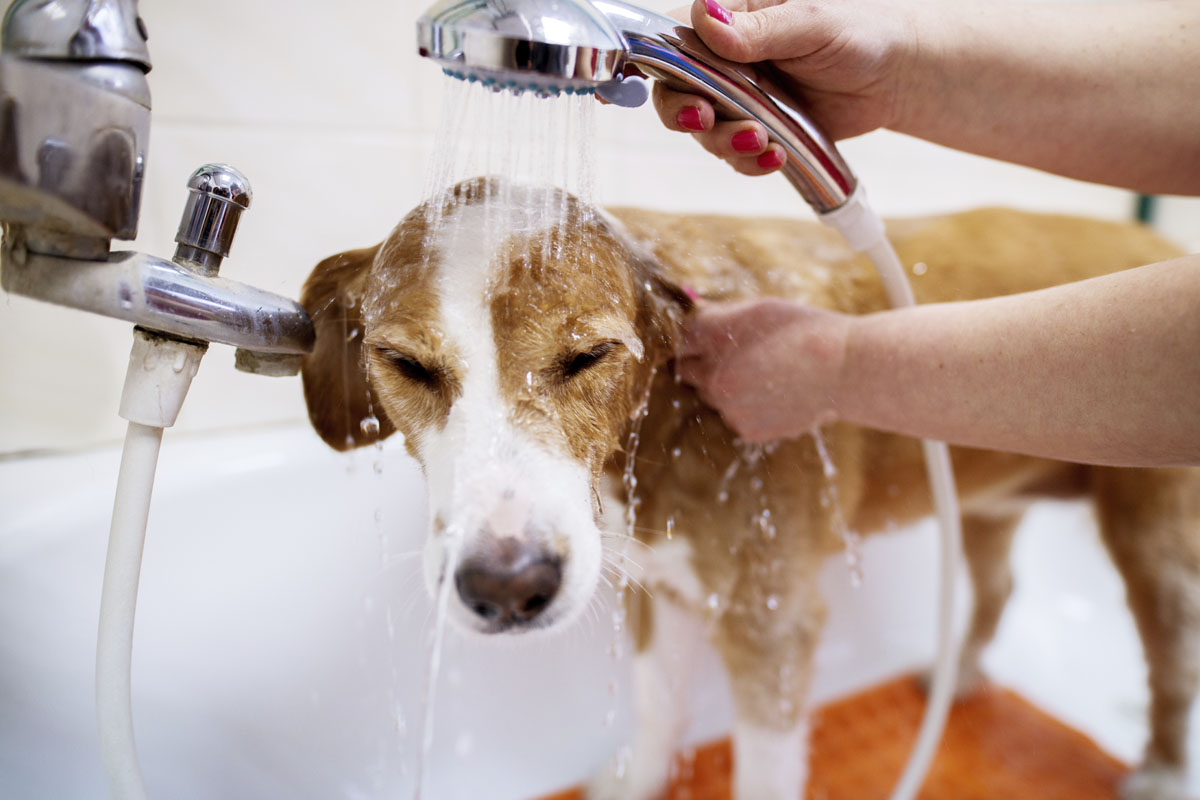 Hund tvättas med handdusch i badkar