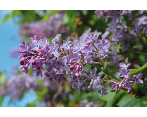 Närbild av blommande syrenbuske