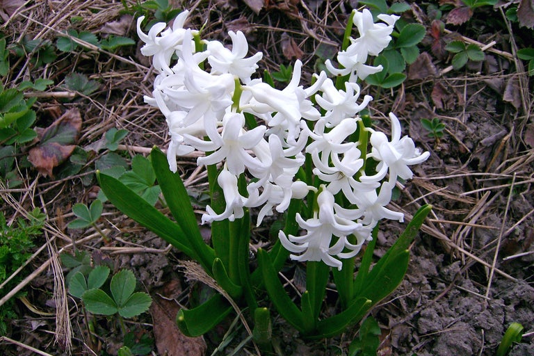 Vita hyacintblommor i trädgårdsrabatten