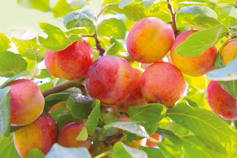 Plommon på träd med blad