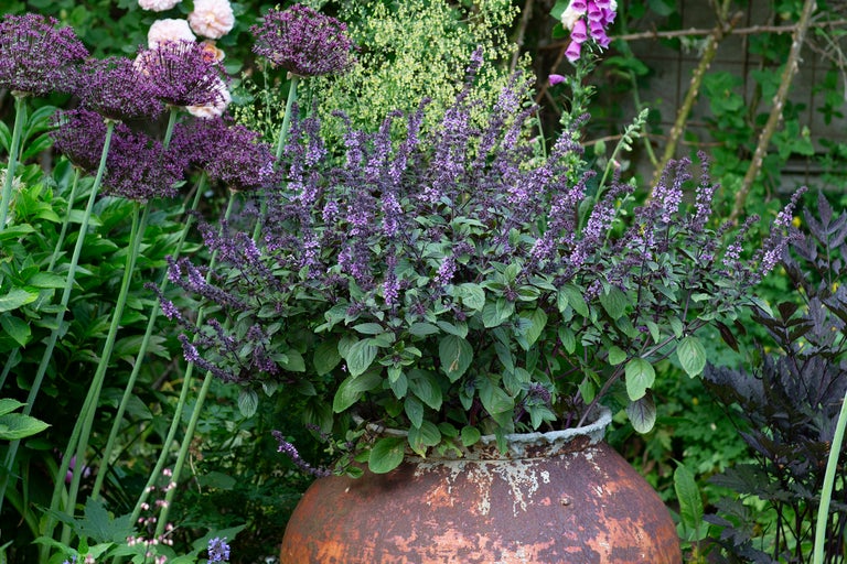 Trädgårdsarrangemang med prydnadslök och basilika i en kruka